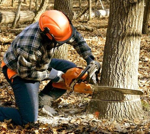 Tree Removal in Milan, PA